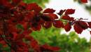 IMG_1376_Medium_.JPG