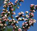 IMG_1643_Medium_.JPG