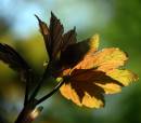 IMG_1662_Medium_.JPG