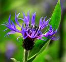 IMG_1860_cornflwr_2_edited_Medium_.jpg