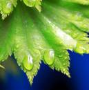 IMG_1866_green_acer_leaf_edited_Medium_.jpg