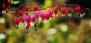 IMG_1890_bleeding_hearts_edited_Medium_.jpg