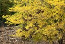 IMG_20191103_055856.jpg