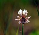 IMG_2212-1clover_3_edited_Medium_.jpg