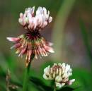 IMG_2214_clover_2_edited_Medium_.jpg