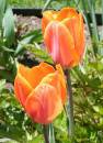 IMG_2245.JPG