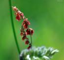 IMG_2420_red_grasses_1_edited_Medium_.jpg