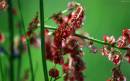 IMG_2425_red_grass_2_edited_Medium_.jpg