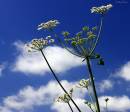 IMG_2483-1_Medium_.JPG