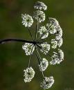 IMG_2486_Medium_.JPG
