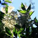 IMG_2595_Medium_.JPG