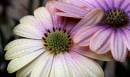 IMG_2712_daisys_3_edited_Large_.jpg