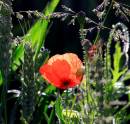 IMG_2816_Medium_.JPG