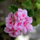 IMG_2867a.jpg