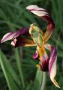 IMG_2883_edited-1.jpg
