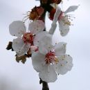 IMG_3261a.jpg