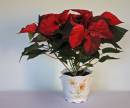 IMG_3434b.jpg