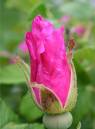 IMG_3540.JPG
