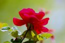 IMG_4056_Tamron.jpg