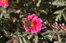 IMG_4467dp.JPG