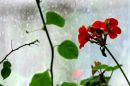 IMG_5786a.jpg