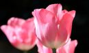 IMG_6918dpcdp.JPG