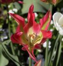 IMG_6932ddpcdp.JPG