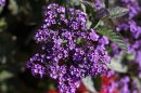 IMG_7066rs4.JPG