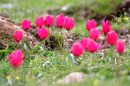 IMG_7089a.jpg