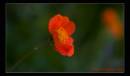 IMG_8281-Edit.jpg