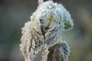 Icy_plant.jpg