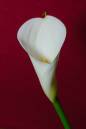 Img0047_Calla_Red_700hsr72.jpg
