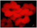 Impatiens.jpg