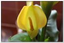 Indoor_Plant.jpg