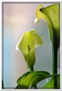 Indoor_Plant_the_Calla_Lily.jpg
