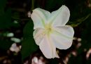 Ipomoea-alba-_moonflower_copy.jpg