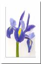 Iris.jpg
