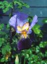 Iris1.jpg