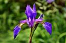 Iris3.jpg