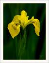 Iris4.jpg
