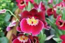 Iris6.jpg