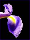 Iris_1_resize.jpg