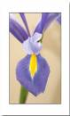 Iris_close_up1.jpg