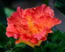 JRD9172psclweb900sr.jpg