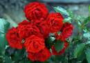 JRD9909psclweb900sr3.jpg