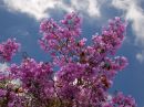 Jacaranda_and_Blue_Sky_DSCN0051_web_960.jpg