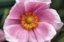 Japanese_Anemone.jpg