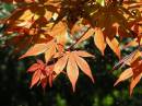 Japanese_red_maple.jpg
