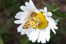 JerseySpeckledYellowMoth.jpg