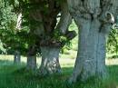 KL_Beeches-Stack-2-1.jpg
